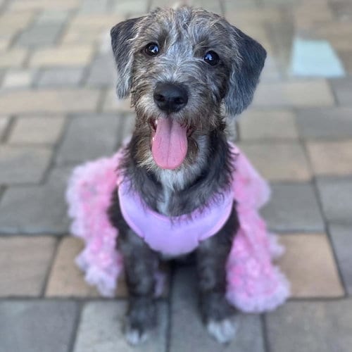 Photo of Surf Pup - Swell, adoptable Spaniel in San Diego, California