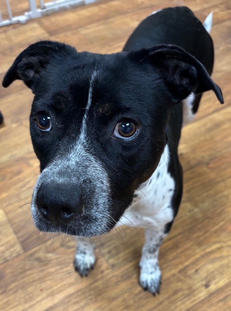 Photo of Catalina, adoptable Mixed Breed in Ocala, Florida