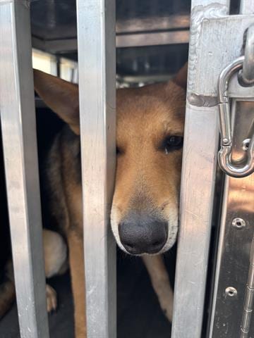 Photo of Harmon, adoptable German Shepherd Dog in Panama City, Florida