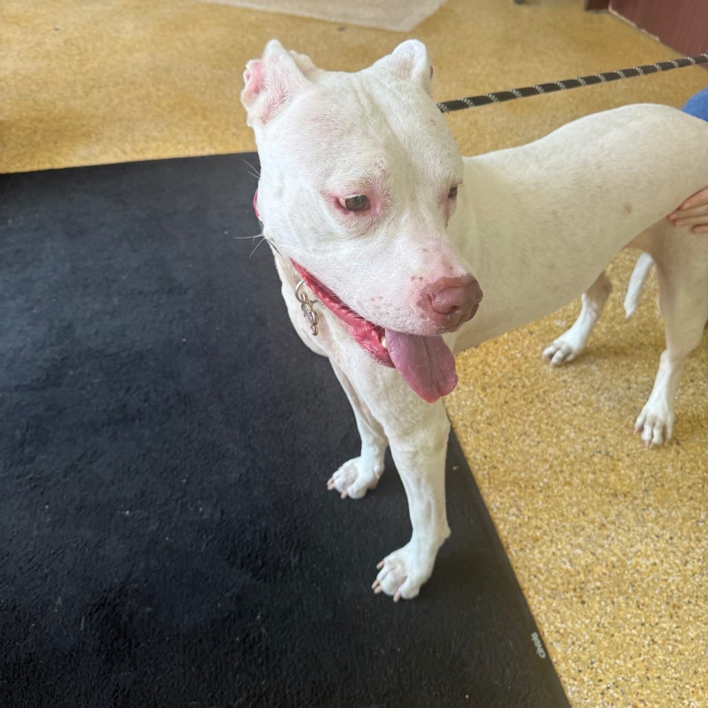 Photo of Nala, adoptable Terrier, American Pit Bull in Houston, Texas