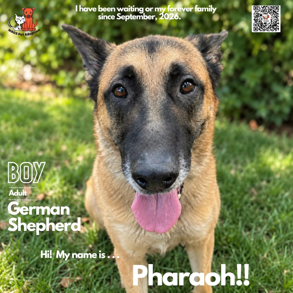 Photo of Pharaoh, adoptable Shepherd, German in Westminster, California