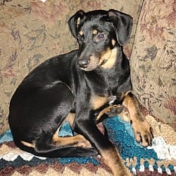 Photo of Giggles, adoptable Labrador Retriever in East Hartford, Connecticut