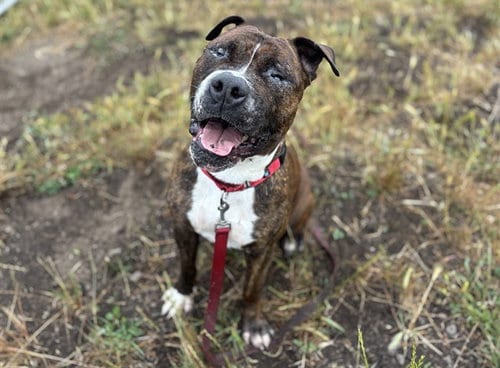 Photo of Cornelius, adoptable Pit Bull Terrier in McKinleyville, California