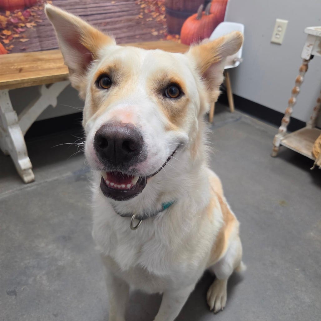 Photo of King, adoptable Pyrenees, Great / Shepherd, Anatolian in Normal, Illinois