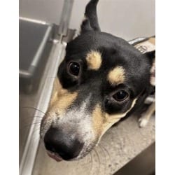 Photo of Kash, adoptable Mixed Breed (Medium) in New Castle, Delaware