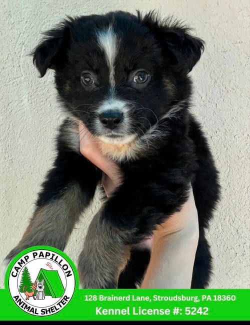Photo of Flo, adoptable Australian Shepherd in Stroudsburg, Pennsylvania