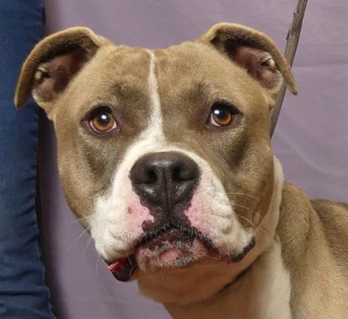 Photo of Taylor, adoptable Pit Bull Terrier in Ukiah, California