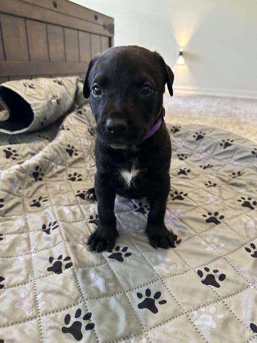 Photo of Daisy Mae, adoptable Staffordshire Bull Terrier in The Woodlands, Texas