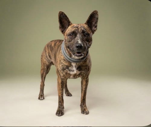 Photo of Julietta, adoptable Pit Bull Terrier in San Pedro, California