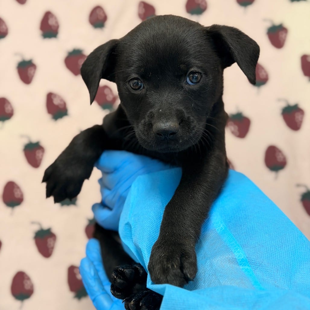 Photo of Mary Puppins, adoptable Shepherd / Mix in San Antonio, Texas