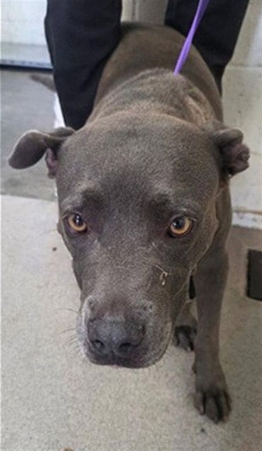 Photo of Prim, adoptable Pit Bull Terrier in San Bernardino, California