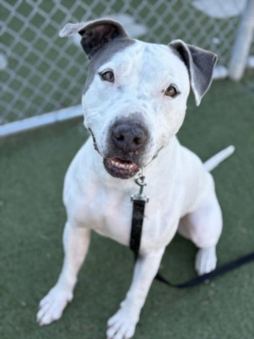 Photo of Homer, adoptable Pit Bull Terrier in Los Angeles, California