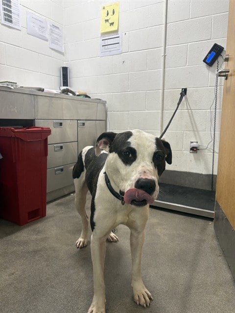Photo of Alvin, adoptable Pit Bull Terrier in Forestville, Maryland
