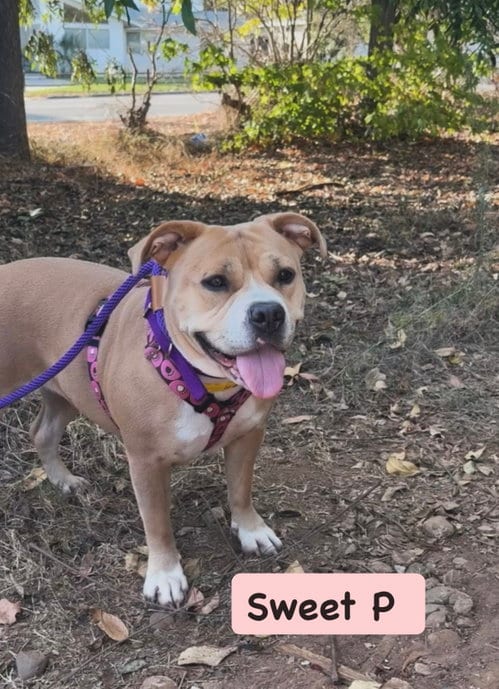 Photo of Sweet P, adoptable American Staffordshire Terrier in San Diego, California