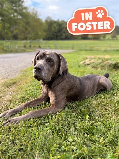 Photo of Nelly, adoptable Cane Corso Mastiff in Westminster, Maryland