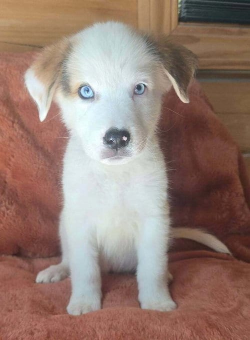 Photo of Nutmeg (N Puppies), adoptable Great Pyrenees in Brewster, New York