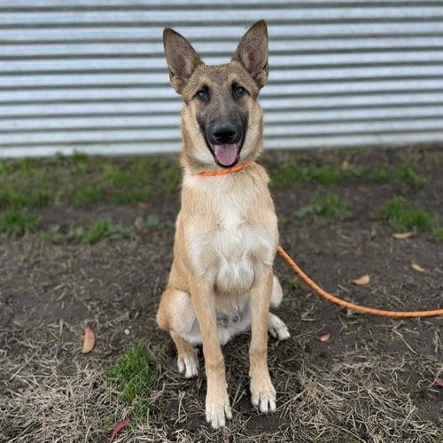 Photo of Bravo, adoptable Belgian Shepherd Malinois in Modesto, California