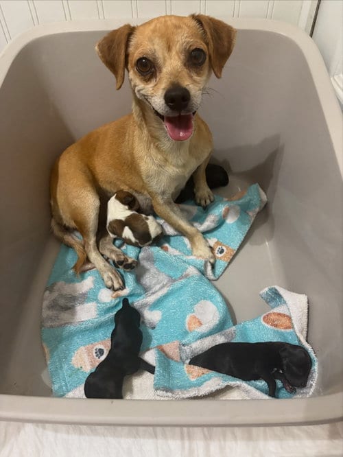 Photo of ZeZe, adoptable Chihuahua in Turlock, California