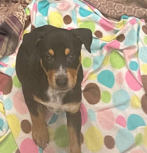 Photo of Lizzie, adoptable Australian Cattle Dog/Blue Heeler in Plano, Texas