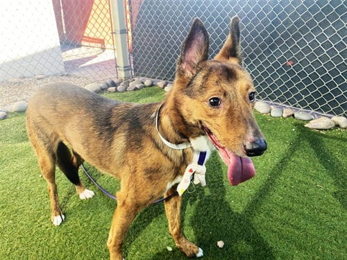 Photo of Pudding, adoptable Dutch Shepherd in Phoenix, Arizona