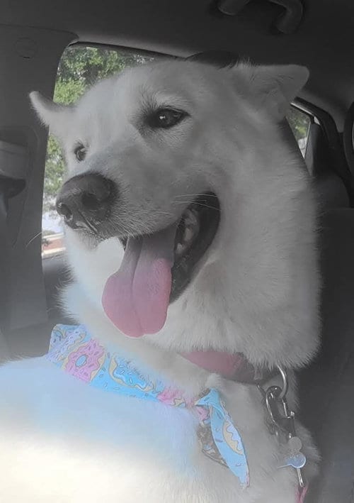 Photo of ZCL-D-Ghost, adoptable Husky in Horn Lake, Mississippi