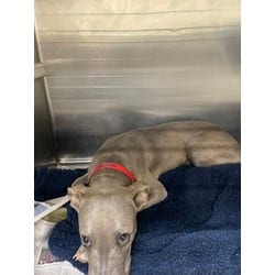 Photo of Deer, adoptable American Pit Bull Terrier in Baton Rouge, Louisiana