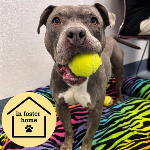 Photo of Allegra, adoptable Staffordshire Bull Terrier in Maryland, Missouri