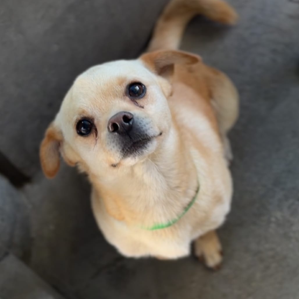 Photo of Cedar, adoptable Chihuahua in St. Charles, Missouri