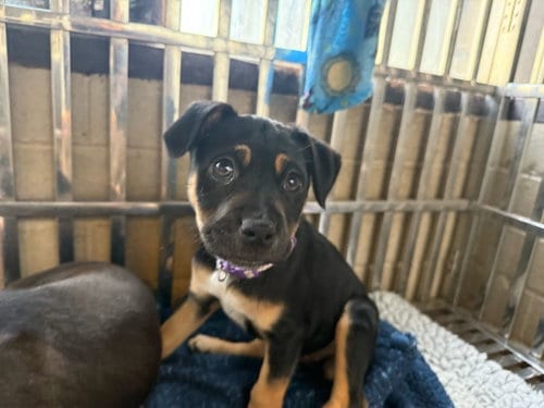 Photo of Alice, adoptable Labrador Retriever in Inglewood, California