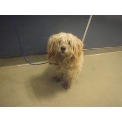 Photo of Heaven, adoptable Maltese in Doral, Florida