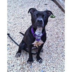 Photo of Yappy Gilmore, adoptable American Pit Bull Terrier in Washington, District of Columbia