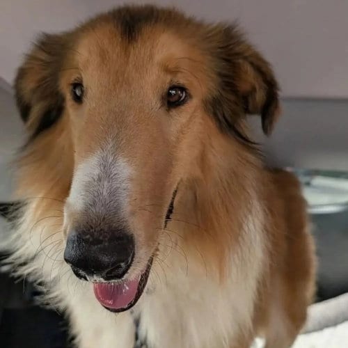 Photo of Zane, adoptable Collie in Dublin, Ohio