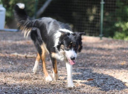Photo of Tri, adoptable Border Collie in Paso Robles, California