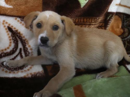 Photo of Tove, adoptable Shepherd in Thief River Falls, Minnesota