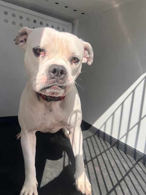 Photo of A171600, adoptable American Pit Bull Terrier in Bakersfield, California