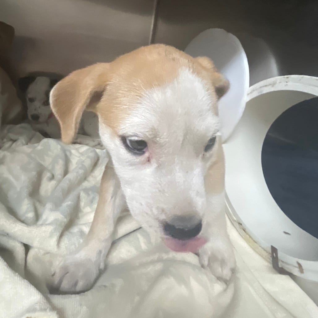 Photo of Shylo, adoptable Mixed Breed (Small) in Chattanooga, Tennessee