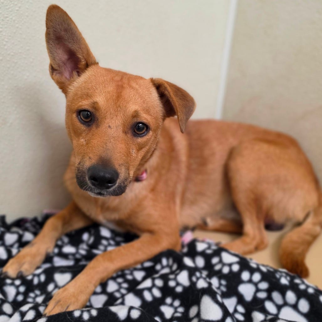 Photo of Ahmad - City of Industry Location, adoptable Terrier / Mix