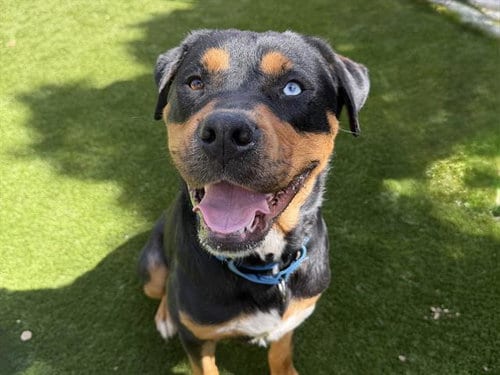 Photo of Blue, adoptable Rottweiler in Martinez, California