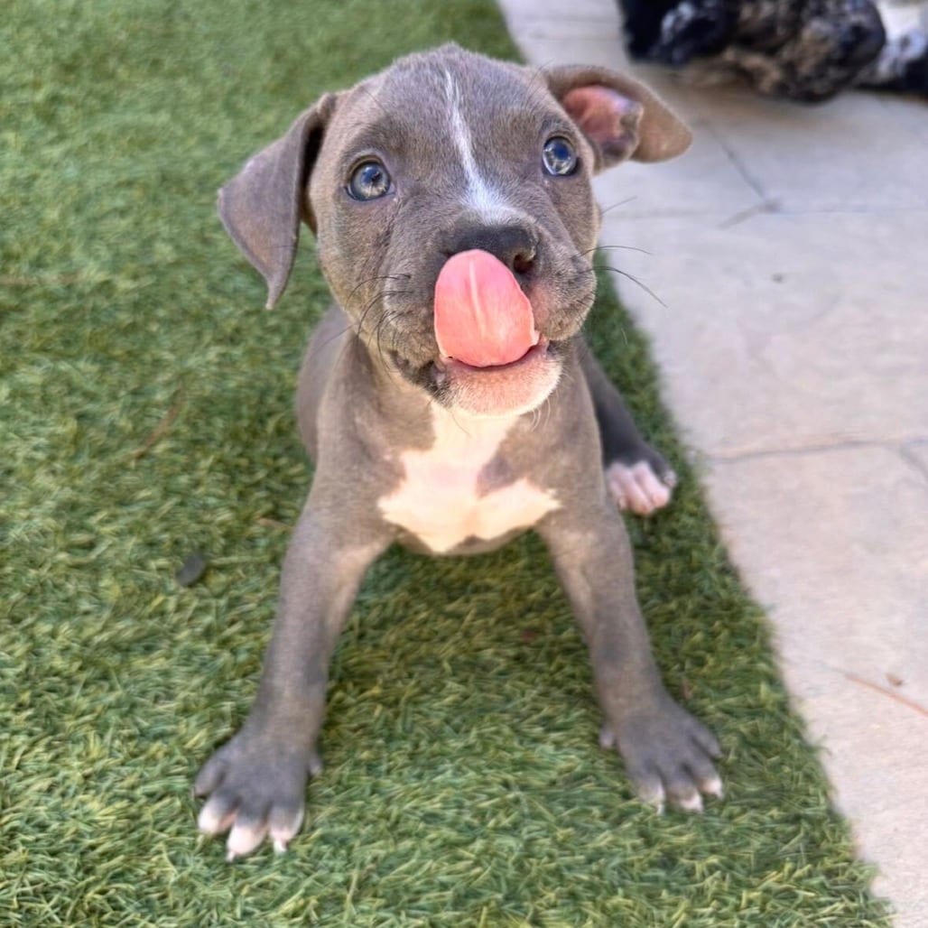 Photo of Koala, adoptable Terrier, Pit Bull / Mixed Breed (Small) in Riverside, California