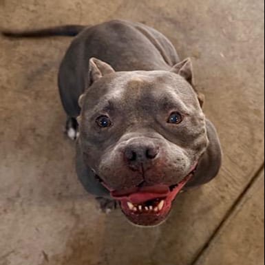 Photo of Mimi, adoptable Bulldog in Albion, New York