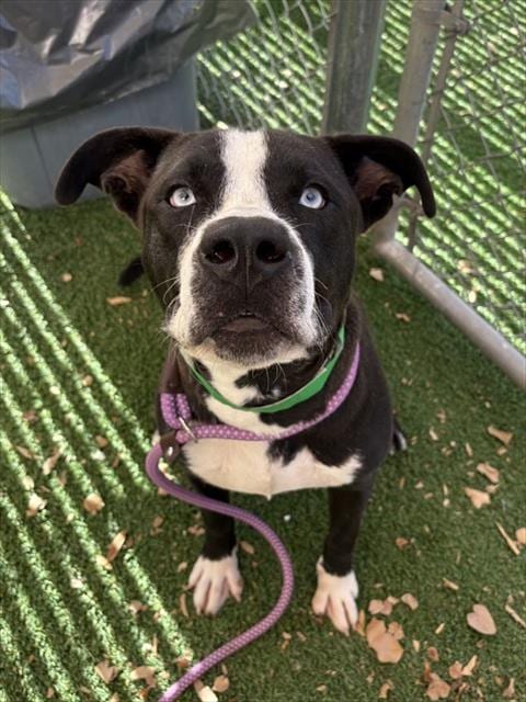 Photo of Cyclone, adoptable American Pit Bull Terrier in Phoenix, Arizona