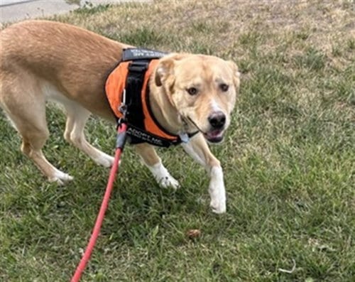Photo of Sky, adoptable Golden Retriever in Casper, Wyoming