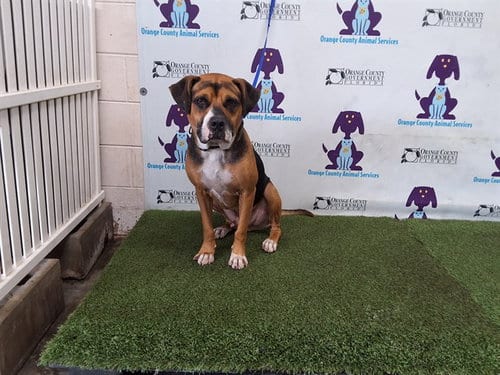 Photo of Kai, adoptable English Foxhound in Orlando, Florida
