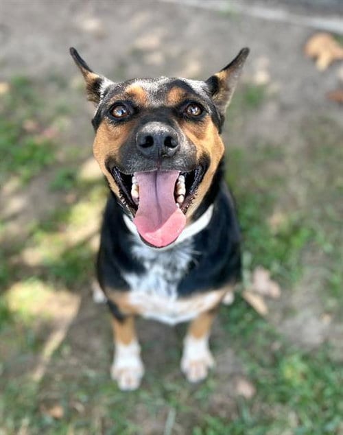 Photo of Waxy, adoptable Australian Cattle Dog/Blue Heeler in Riverside, California