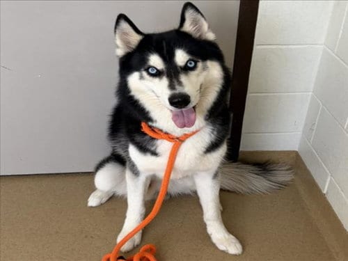 Photo of Blue Jay, adoptable Siberian Husky in Derwood, Maryland