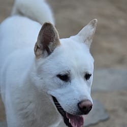Photo of Muktae, adoptable Jindo Mixed Breed (Medium) in Washington, District of Columbia