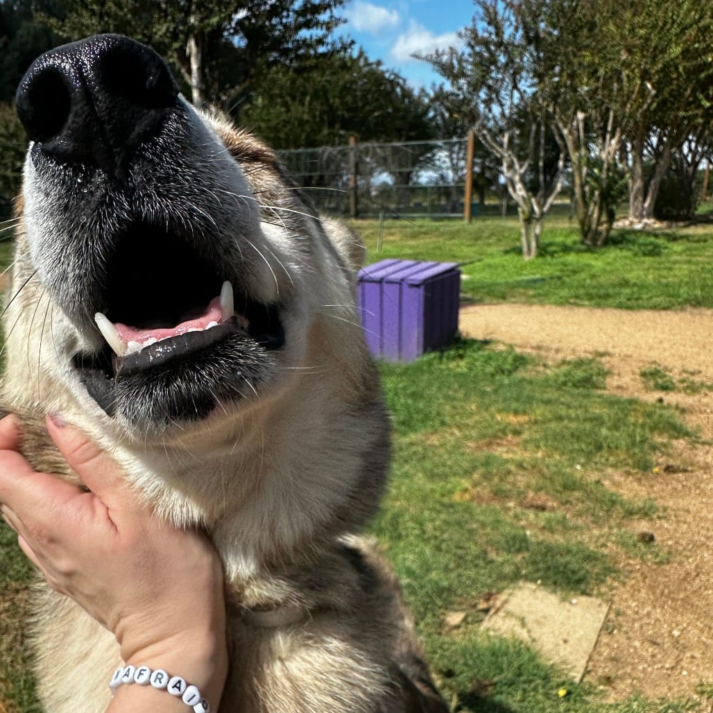 Photo of Tiko, adoptable Husky / Catahoula Leopard Dog in Houston, Texas