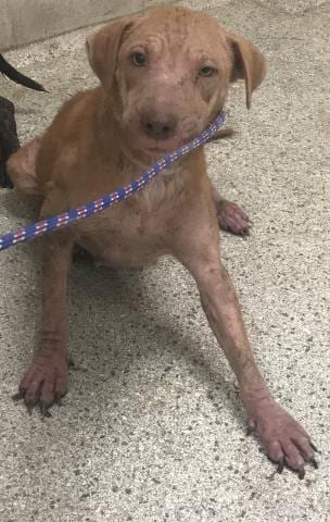 Photo of Topsy, adoptable Pit Bull Terrier in Conroe, Texas