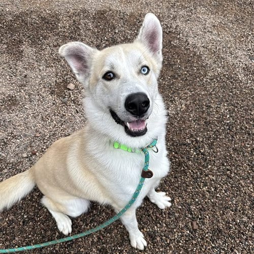 Photo of Spyro, adoptable Husky in Mesa, Arizona