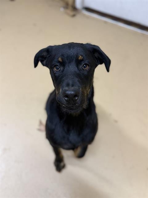 Photo of Chop, adoptable Rottweiler in Chula Vista, California